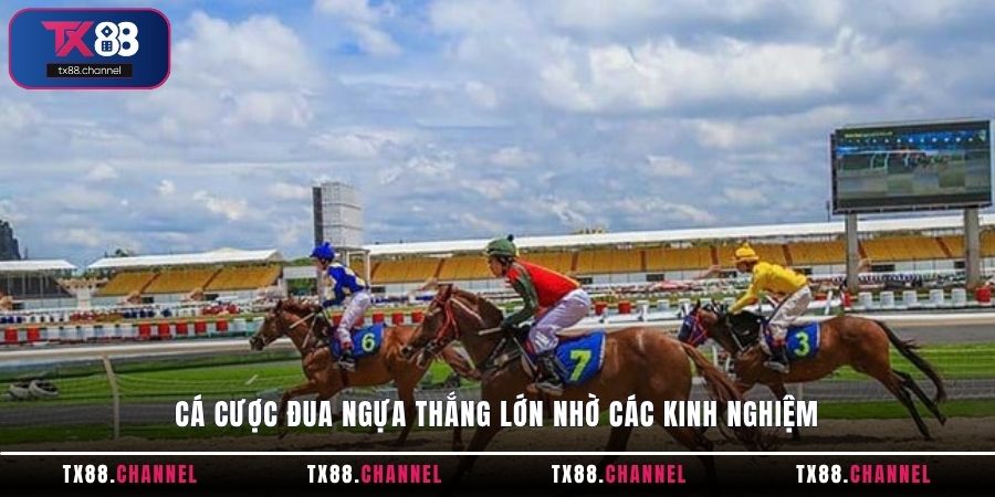 Cá cược Đua Ngựa thắng lớn nhờ các kinh nghiệm